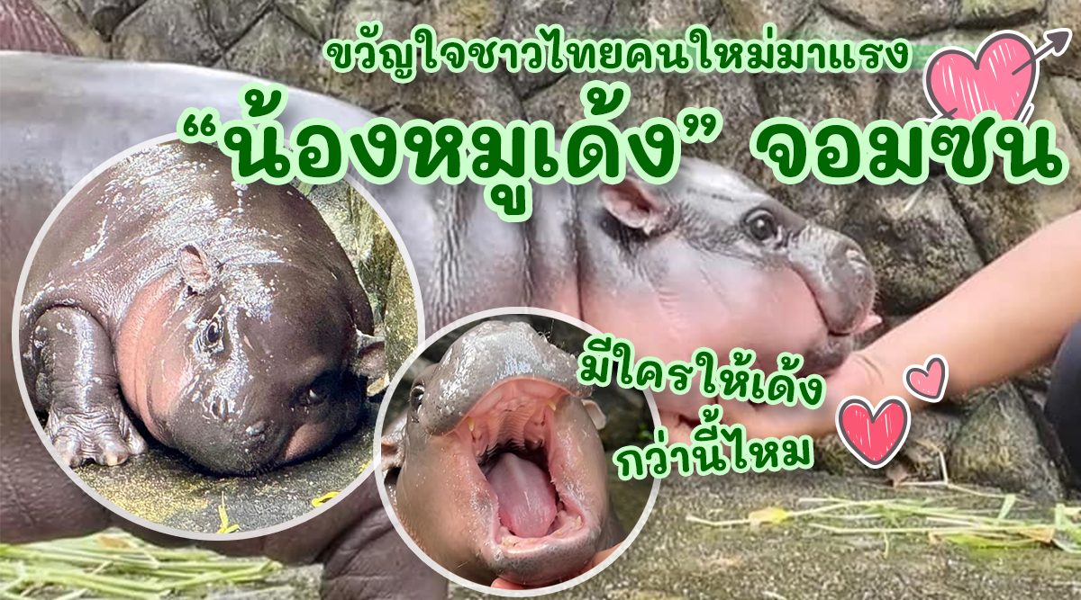 hippo-moo-deng